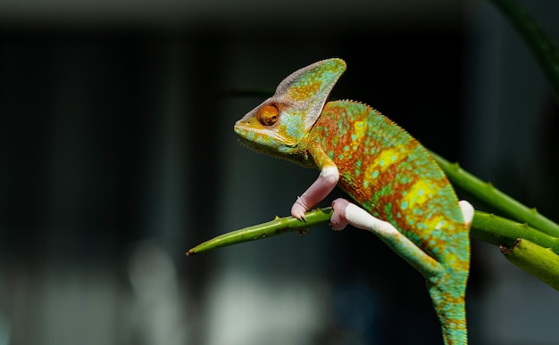 Chameleon with blur background predator