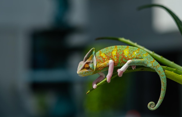 Chameleon with blur background predator