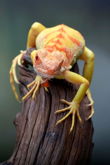 A chameleon with a red and yellow stripe