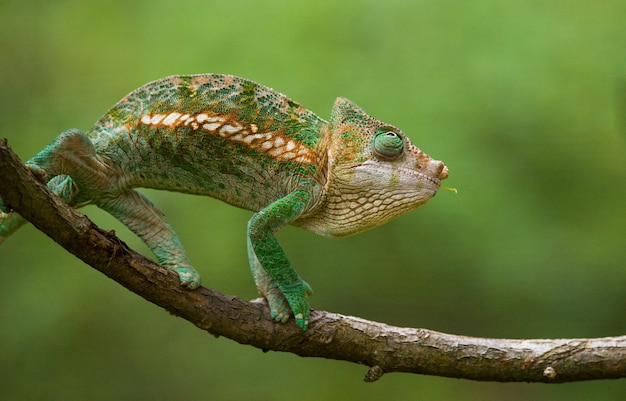 Chameleon zit op een tak. Madagascar.