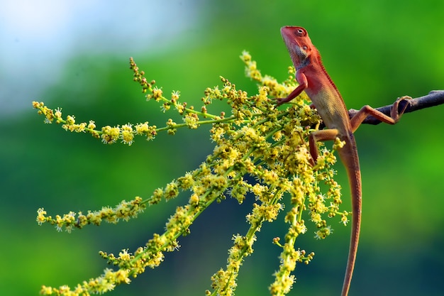 Chameleons with nature, Chameleons or chamaeleons are a distinctive and highly specialized clade of Old World lizards with 202 species described as of June 2015.