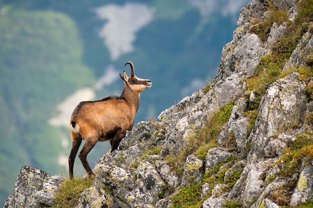 Foto camoscio arrampicata su una collina rocciosa in montagna