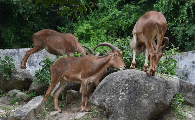 The chamois is walking in the zoo