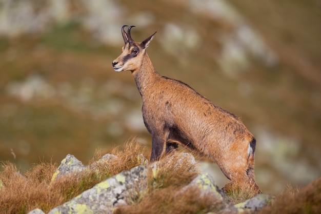 シャモア、ルピカプラルピカプラ、高山の岩の上に堂々と立っています。