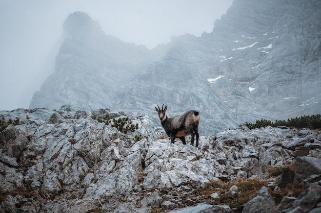Chamois staan op rotsen tegenover bergen.