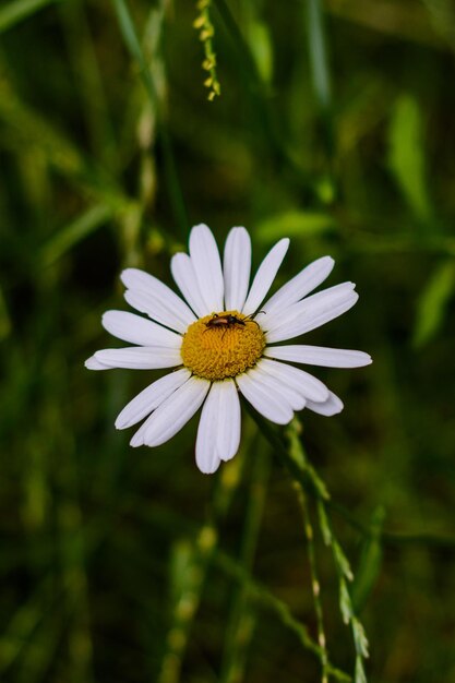 Chamomile on a background of green leaves The insect sits on a white flower