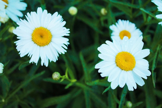 Chamomile beauties spread out in the meadow