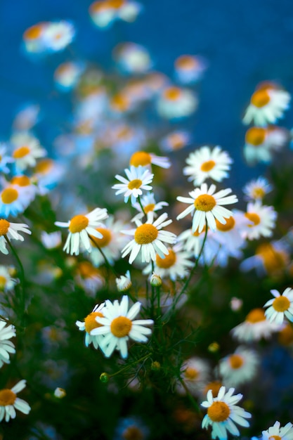 Chamomile blooming flowers blurred blue background