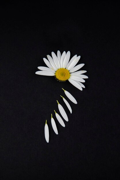 The chamomile bud lies in the center on a black background, the petals are separated from half of the bud and lie in a row to the bottom, forming a diagonal