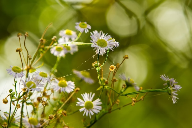 Chamomile bush in the sun