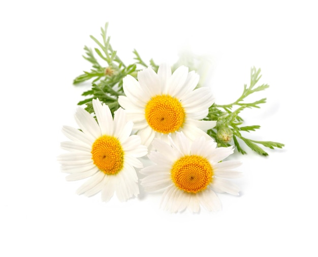 Chamomile or camomile flowers isolated on white background.