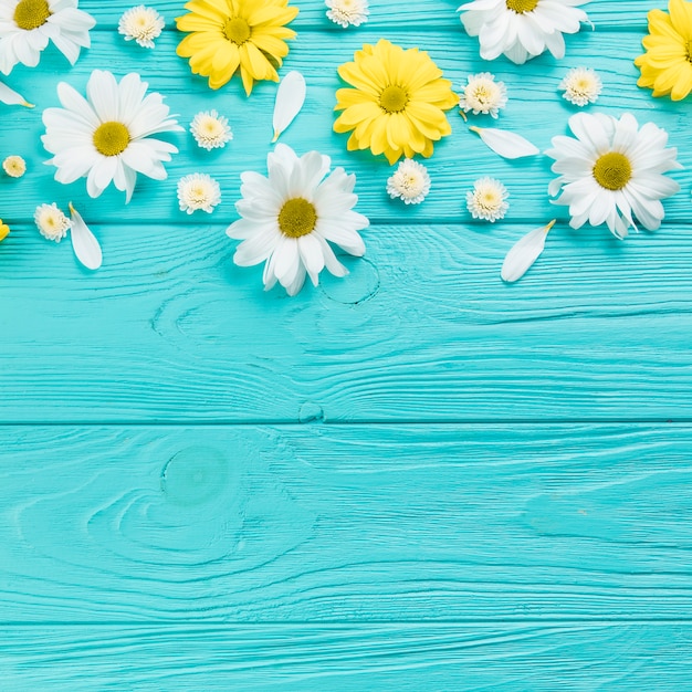 Photo chamomile and chrysanthemum flowers on turquoise wooden plank