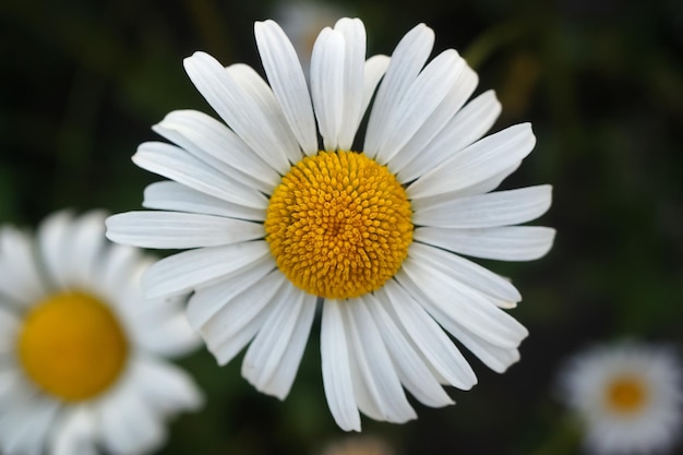 Chamomile closeup In the background two daisies are out of focus Fortune telling for love