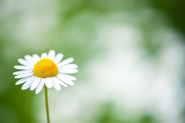 Chamomile closeup on a green background space for text