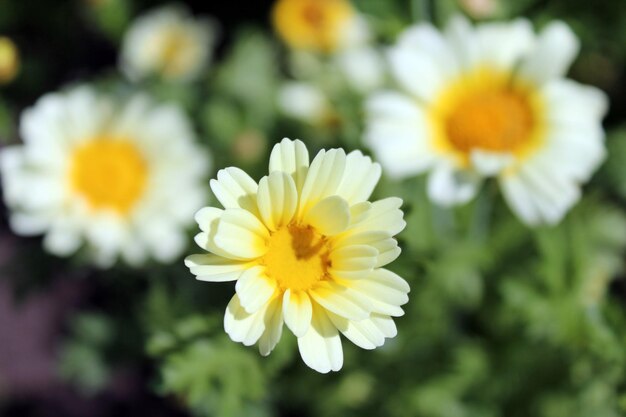 フィールドの浅い深さと緑のぼやけた背景で撮影カモミール デイジーの花クローズ アップ マクロ