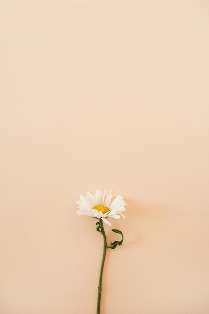 Chamomile daisy flower on pastel neutral peach background flat\
lay top view aesthetic minimalist floral composition