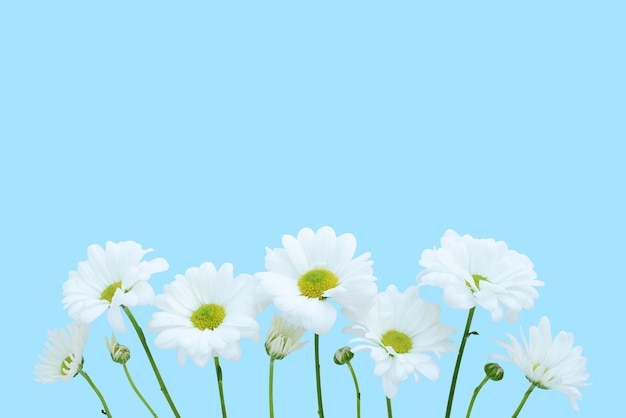 Chamomile daisy flowers on blue background for postcard Woman's Day Mother's day Birthday Easter