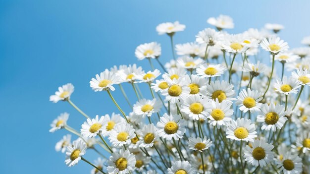 chamomile daisy flowers on blue sky background