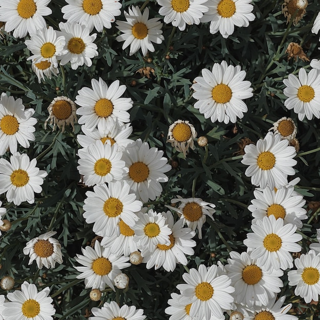 Chamomile daisy flowers pattern background Abstract nature floral texture Sunlight shadows