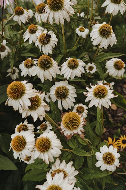 Foto modello di fiori di margherita di camomilla sfondo di fiori