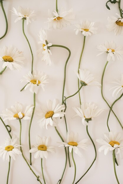 Chamomile daisy flowers pattern on white background Flat lay top view minimalist floral texture