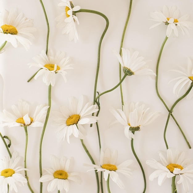 Chamomile daisy flowers pattern on white background Flat lay top view minimalist floral texture