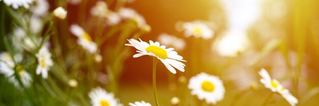 緑の葉と草の背景に満開のカモミールまたはデイジー白い花の茂み