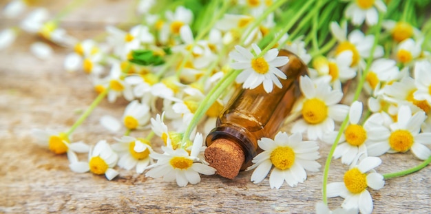 Chamomile essential oil in a small bottle. Selective focus. Nature.