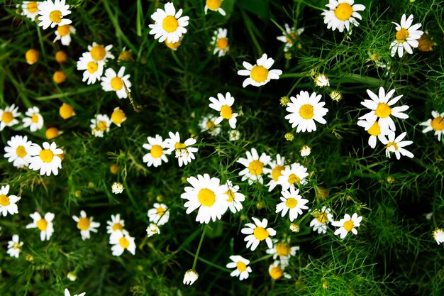 Chamomile in the field close up