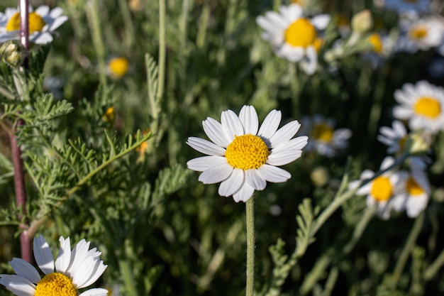 Chamomile on the field close up