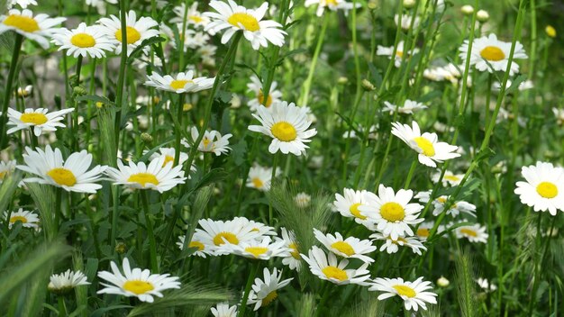 カモミール フィールドのクローズ アップ カモミールの花のビュー 被写界深度が浅い牧草地を横切るカメラの動き