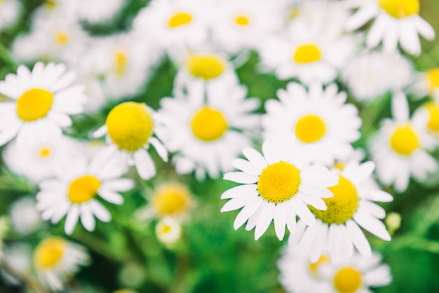 カモミールフィールドの花。太陽フレアに咲く医療chamomillesと美しい夏の自然シーン。ハーブの花