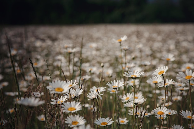 Campo di camomilla fiorisce la scena della natura con camomille in fiore