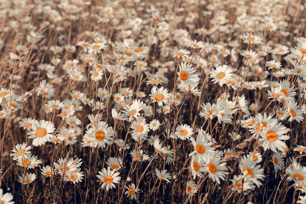 Chamomile field natural background