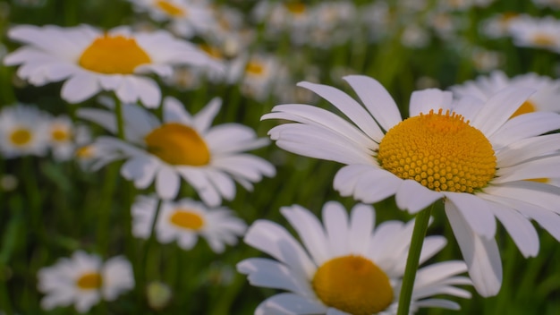 Chamomile in the field in summer on nature