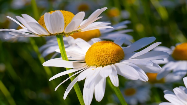 Chamomile in the field in summer on nature