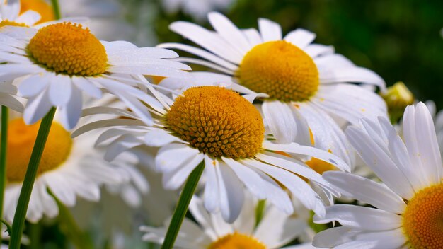 Chamomile in the field in summer on nature