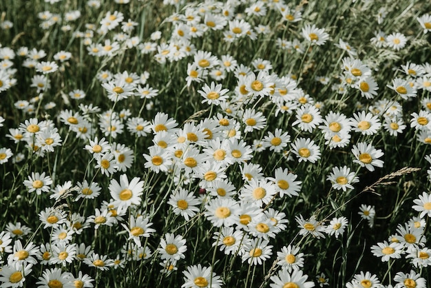 Chamomile field on sunny day