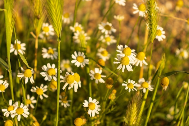 chamomile in the field
