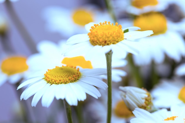 The chamomile field