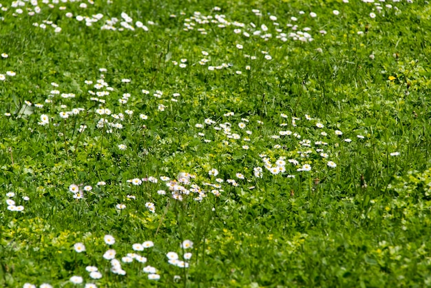 Chamomile field