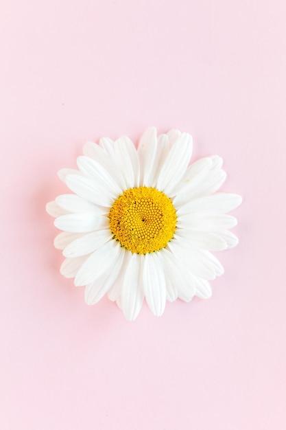 Photo chamomile flower beautiful and delicate on pink background