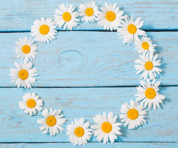 Foto fiore di camomilla su sfondo blu in legno