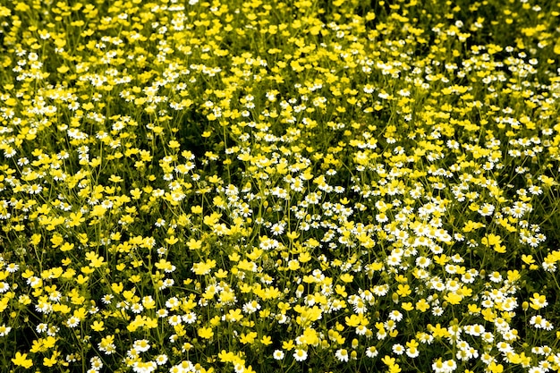 Chamomile flower field in a beauiful sunny day