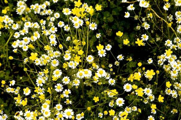 Chamomile flower field in a beauiful sunny day