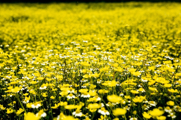 Chamomile flower field in a beauiful sunny day