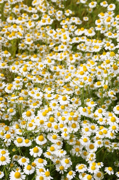 Chamomile flower field camomile in the nature field of camomiles at sunny day at nature camomile