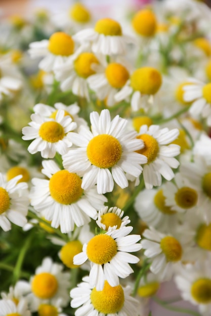 Chamomile flower field Camomile in the nature Field of camomiles at sunny day at nature Camomile