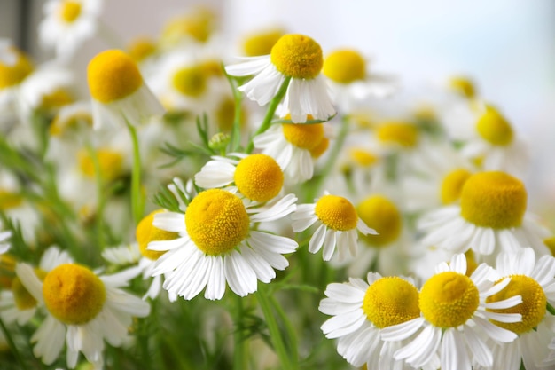 Chamomile flower field Camomile in the nature Field of camomiles at sunny day at nature