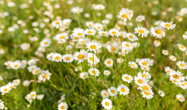 Chamomile flower field camomile in the nature field of camomiles at sunny day at nature